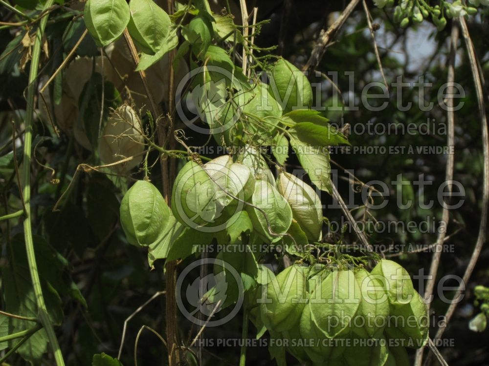 Cardiospermum halicacabum (balloon plant or love in a puff) 5