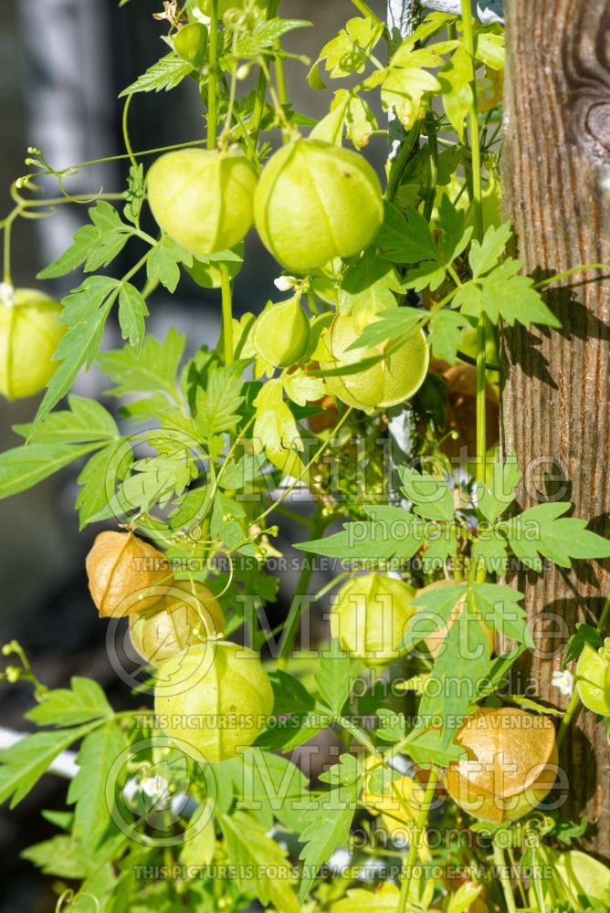 Cardiospermum halicacabum (balloon plant or love in a puff) 4