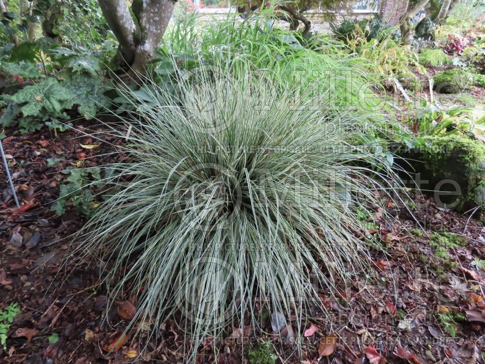 Carex Everest (Sedge Ornamental Grass) 3 