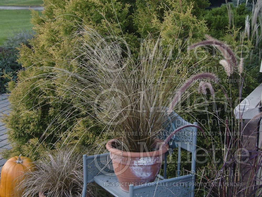 Carex Red Rooster (New Zealand Hair Sedge Ornamental Grass) 9
