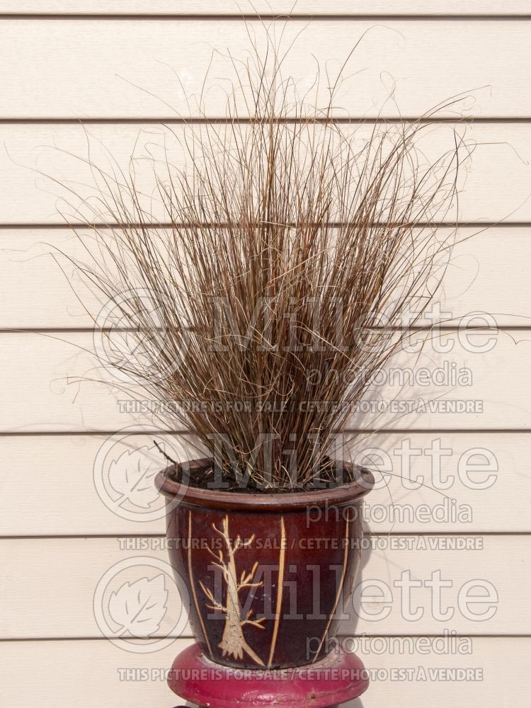 Carex Red Rooster (New Zealand Hair Sedge Ornamental Grass) 11