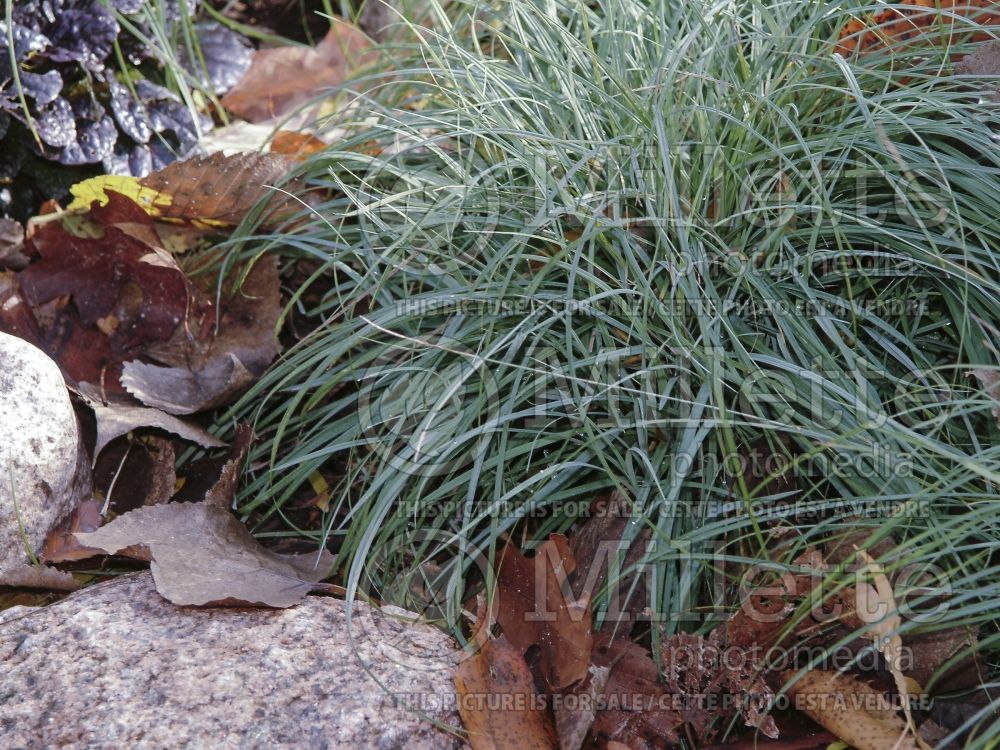 Carex Blue Zinger (Blue Sedge, Heath Sedge Ornamental Grass) 2 