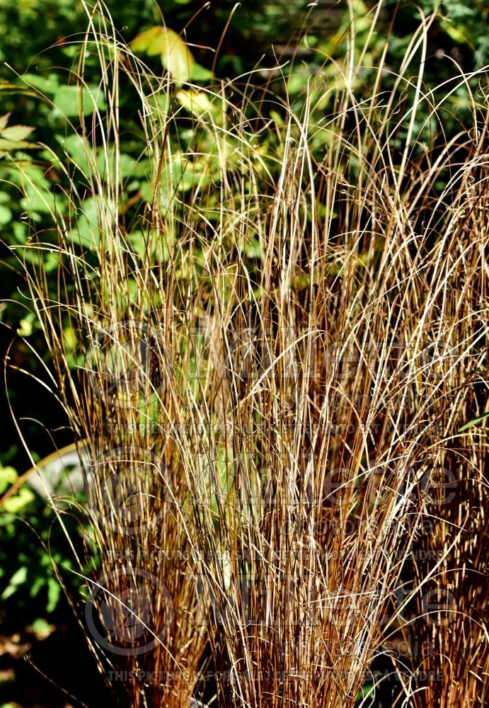 Carex Red Rooster (New Zealand Hair Sedge Ornamental Grass) 12