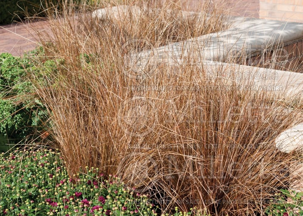 Carex Red Rooster (New Zealand Hair Sedge Ornamental Grass) 5