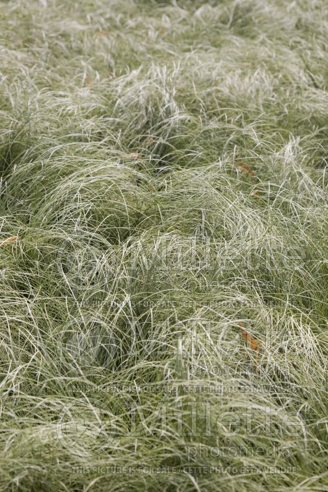 Carex Amazon Mist (Leatherleaf Sedge ornamental grass) 6 