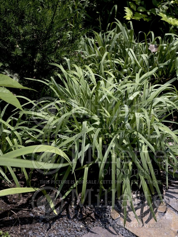 Carex flaccosperma (blue wood sedge ornamental grass) 2 