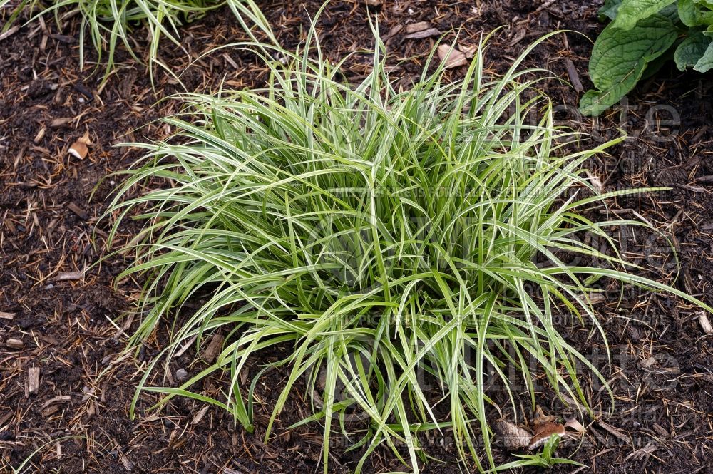 Carex Silver Sceptre (Leatherleaf Sedge ornamental grass) 1 