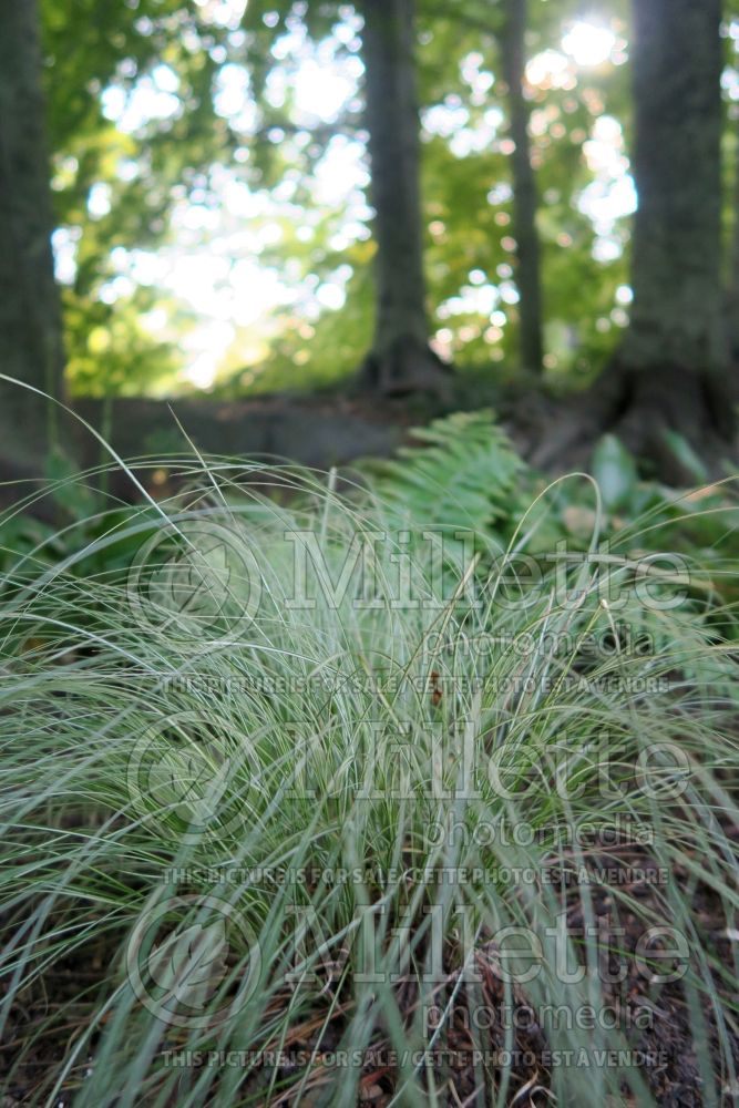 Carex Silk Tassel (sedge Ornamental Grass) 4 