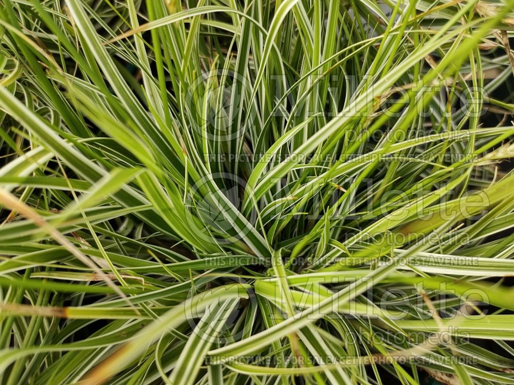 Carex Everest (Sedge Ornamental Grass) 4 