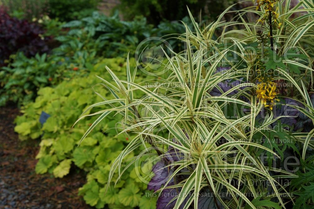 Carex Sparkler (Sedge Ornamental Grass) 2