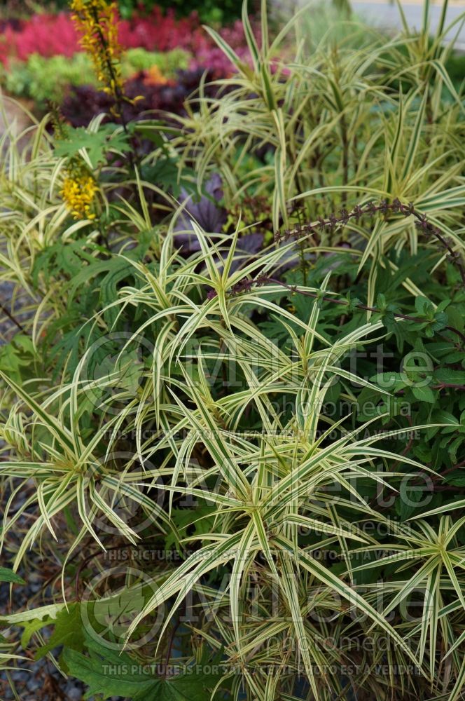 Carex Sparkler (Sedge Ornamental Grass) 3