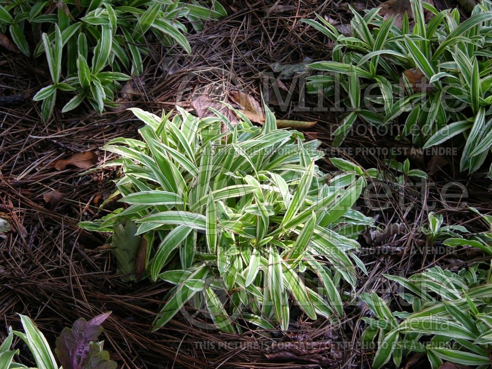 Carex Island Brocade aka Shima-nishiki (Broad-leaved Sedge Ornamental Grass) 1