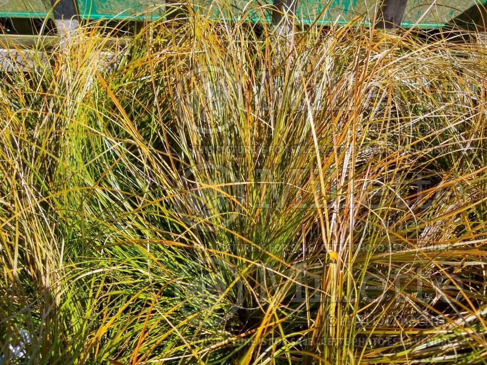 Carex testacea (New Zealand Hair Sedge Ornamental Grass) 12