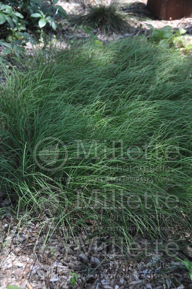 Carex woodii (Wood's sedge Ornamental Grass) 1 