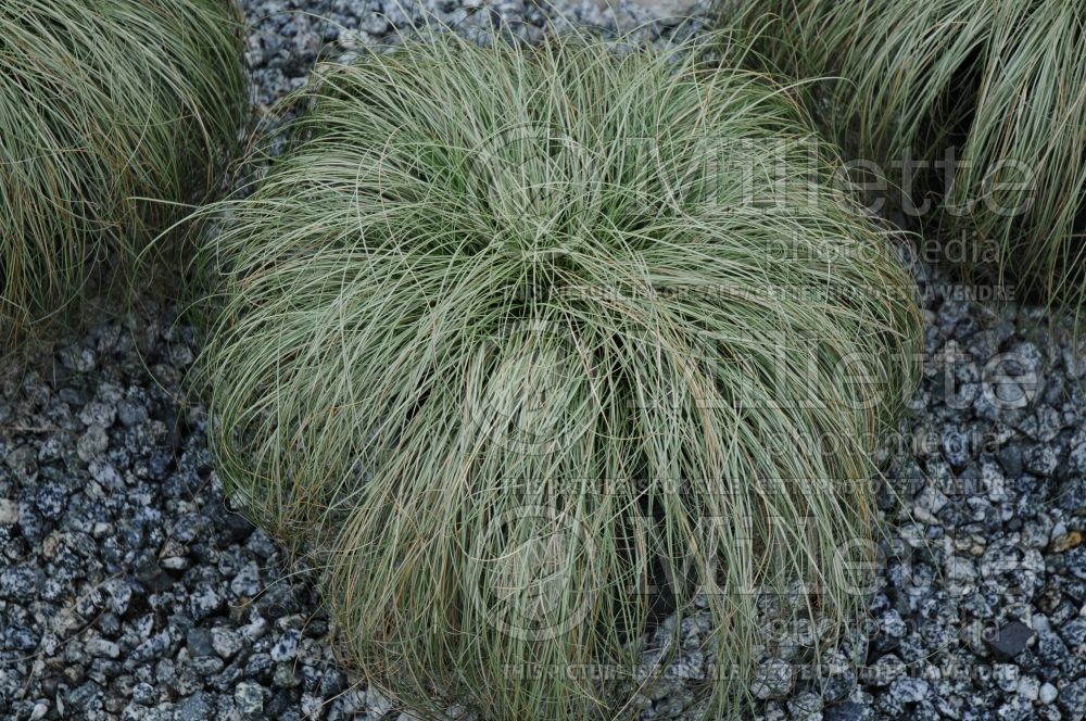 Carex Frosted Curls (New Zealand Hair Sedge Ornamental Grass) 2 ass) 