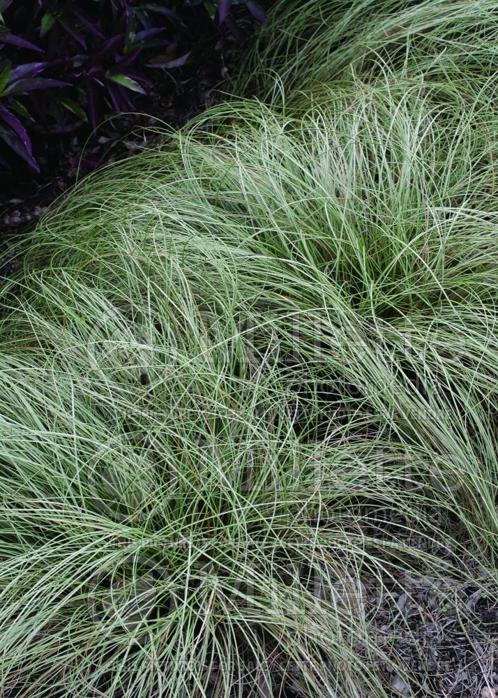 Carex Frosted Curls (New Zealand Hair Sedge Ornamental Grass) 3 