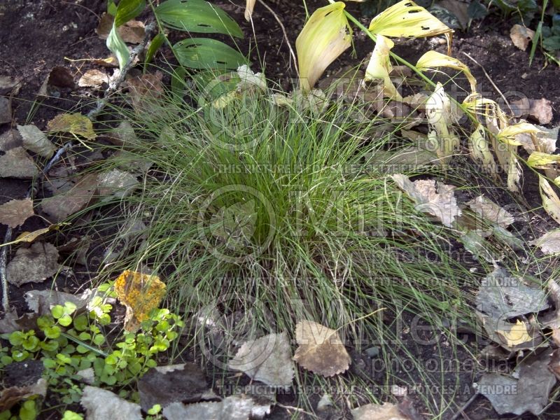 Carex appalachica (Appalachian sedge Ornamental Grass) 2 