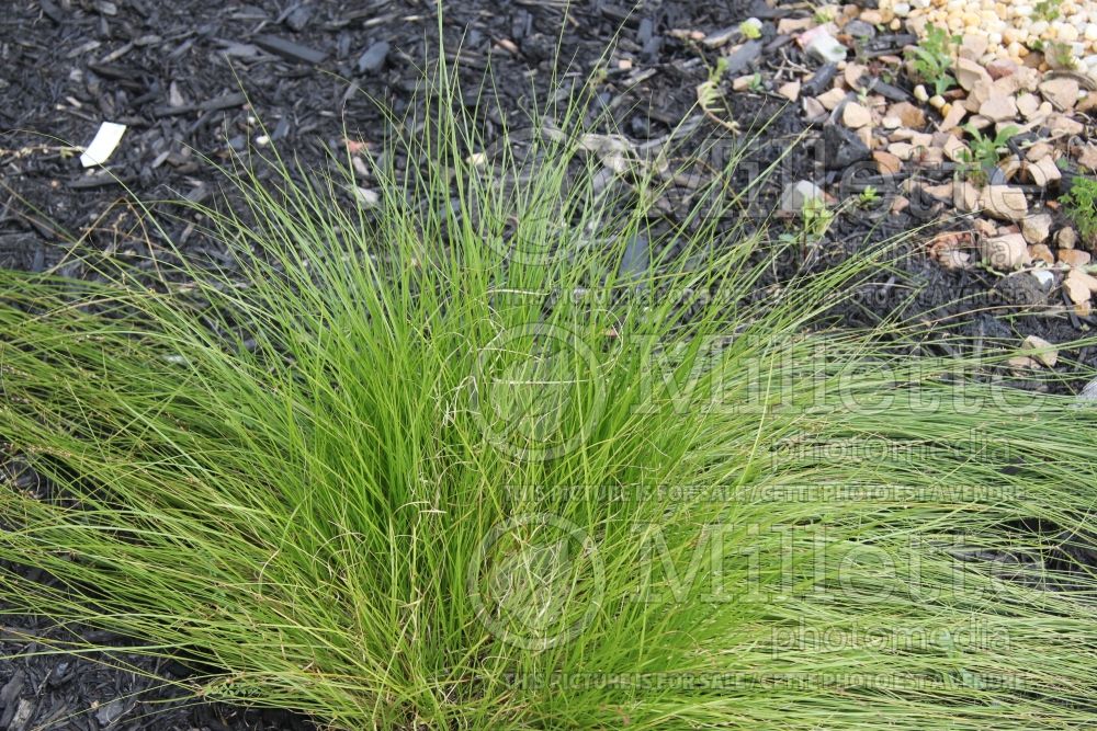 Carex appalachica (Appalachian sedge Ornamental Grass) 1 