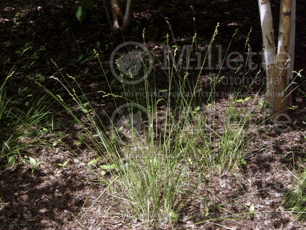 Carex bicknellii (prairie sedge Ornamental Grass) 5 