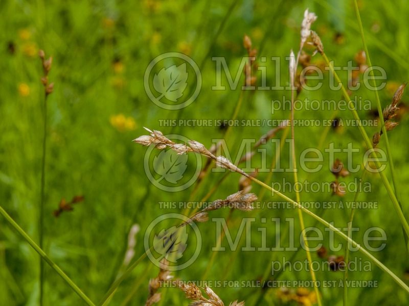 Carex bicknellii (prairie sedge Ornamental Grass) 6 