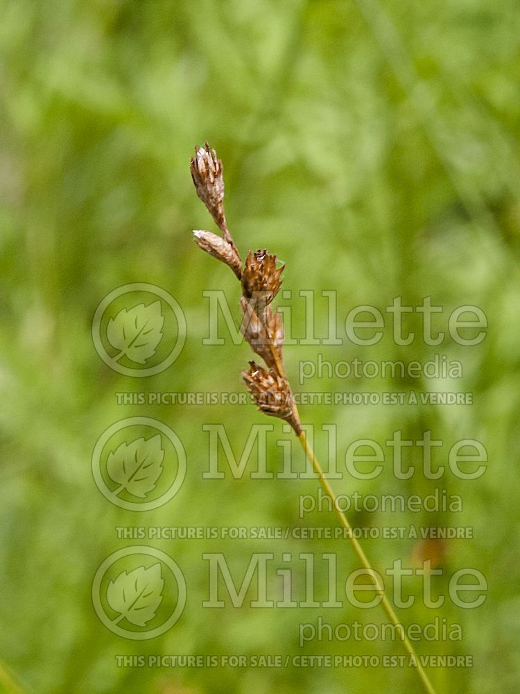 Carex bicknellii (prairie sedge Ornamental Grass) 7 