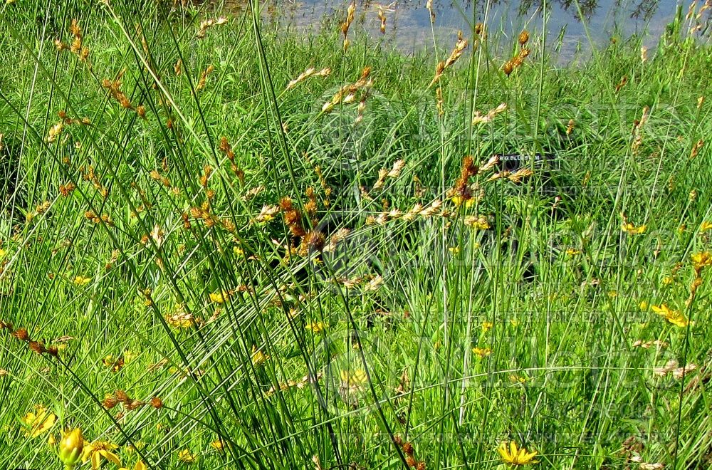 Carex bicknellii (prairie sedge Ornamental Grass) 3 