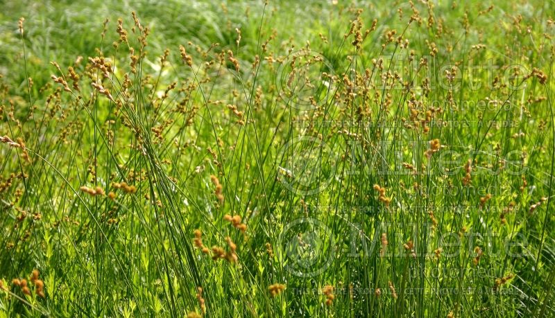 Carex bicknellii (prairie sedge Ornamental Grass) 4 