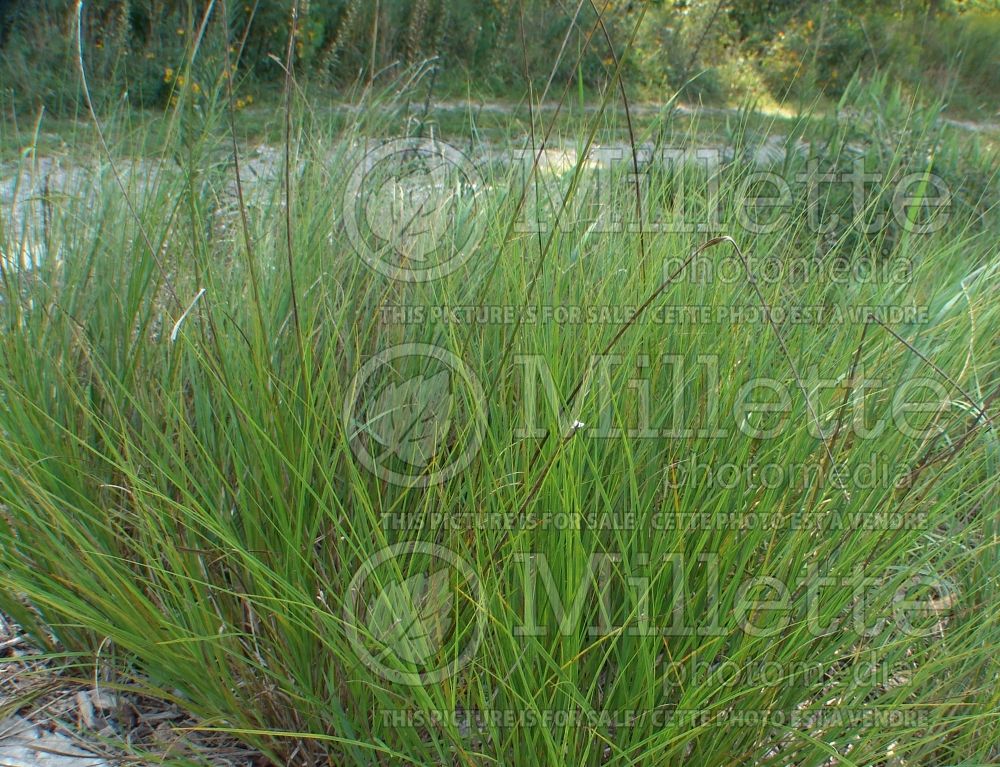 Carex bicknellii (prairie sedge Ornamental Grass) 1 