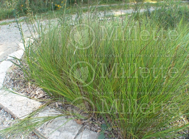 Carex bicknellii (prairie sedge Ornamental Grass) 2 