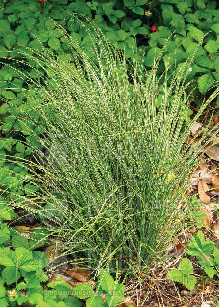 Carex Variegata (New Zealand Hair Sedge Ornamental Grass) 1