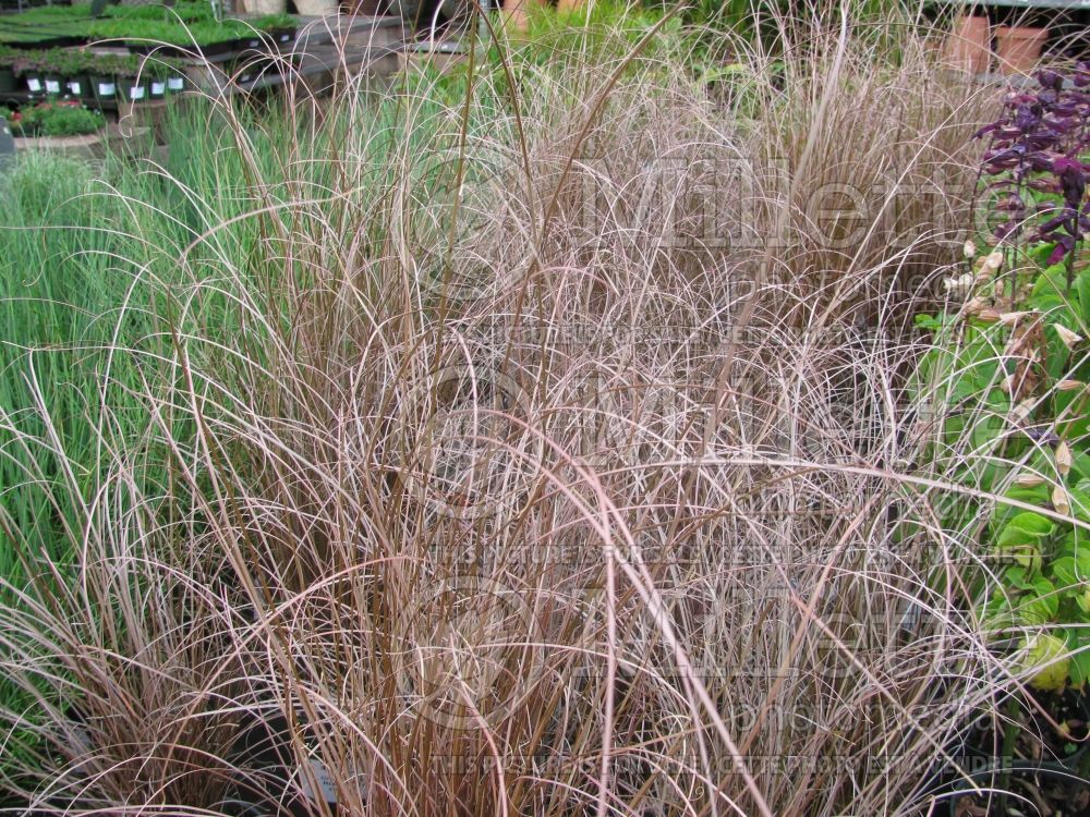 Carex buchananii (New Zealand Hair Sedge Ornamental Grass) 3