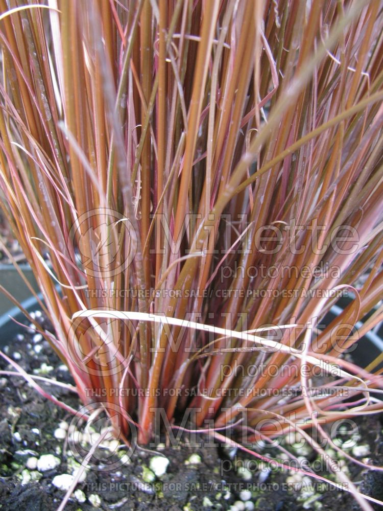 Carex buchananii (New Zealand Hair Sedge Ornamental Grass) 1