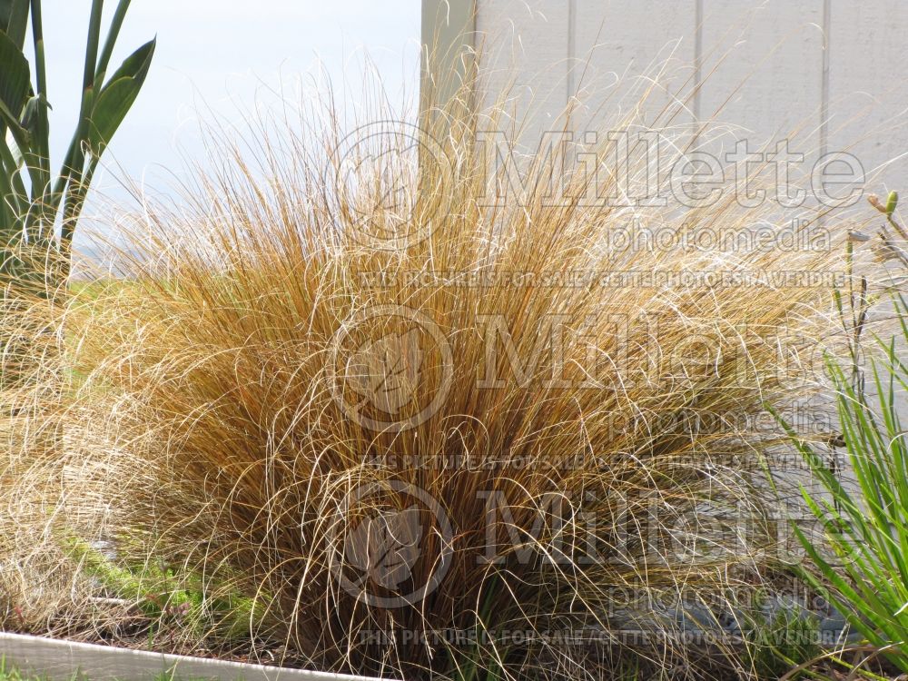 Carex buchananii (New Zealand Hair Sedge Ornamental Grass) 2