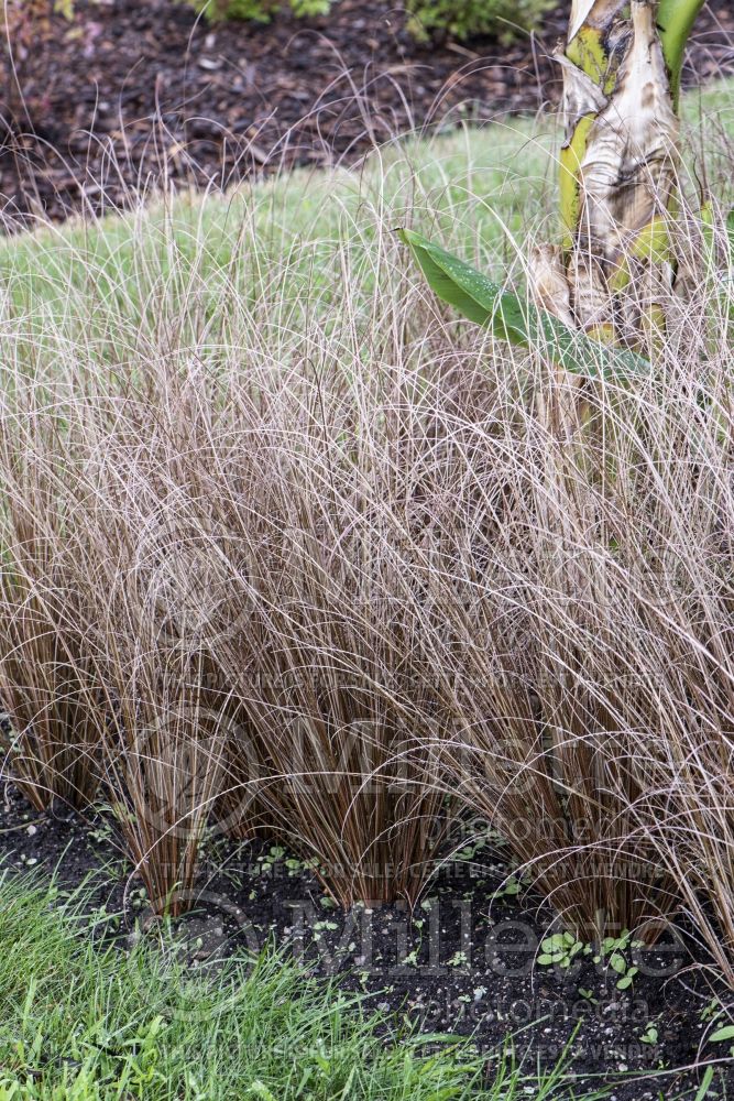 Carex Red Rooster (New Zealand Hair Sedge Ornamental Grass) 2
