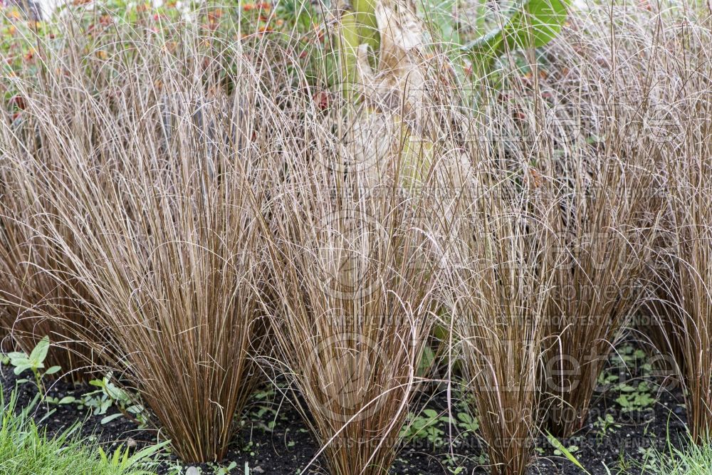 Carex Red Rooster (New Zealand Hair Sedge Ornamental Grass) 3