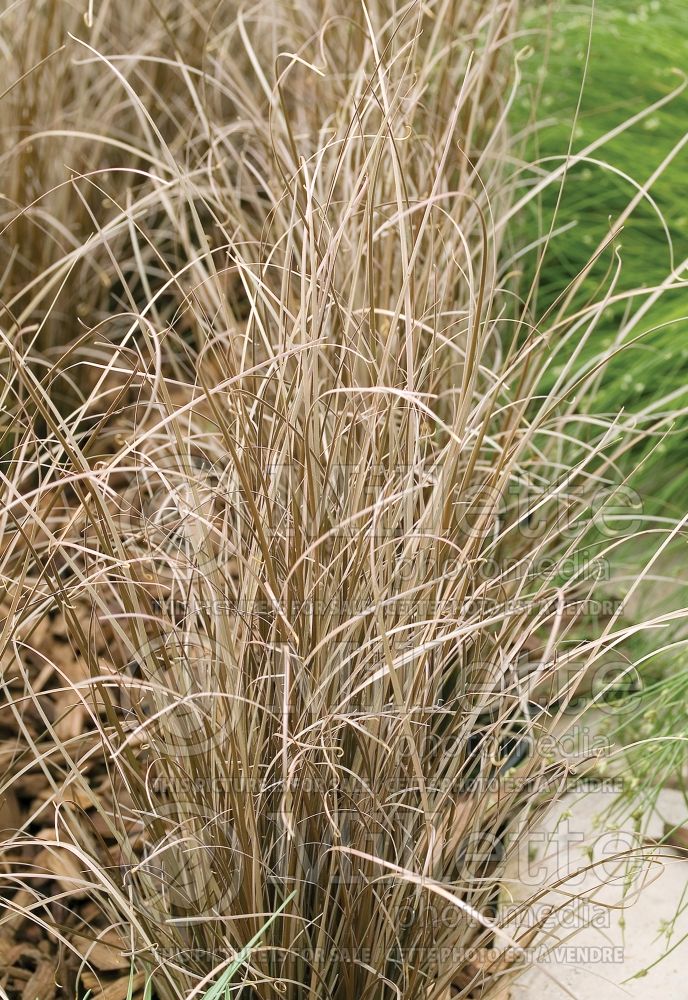 Carex Red Rooster (New Zealand Hair Sedge Ornamental Grass) 4