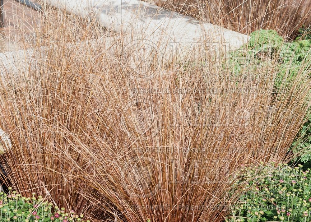 Carex Red Rooster (New Zealand Hair Sedge Ornamental Grass) 6