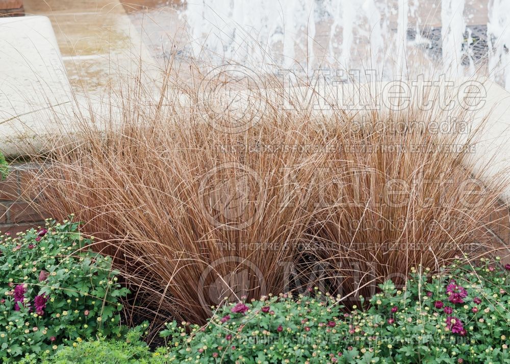 Carex Red Rooster (New Zealand Hair Sedge Ornamental Grass) 7