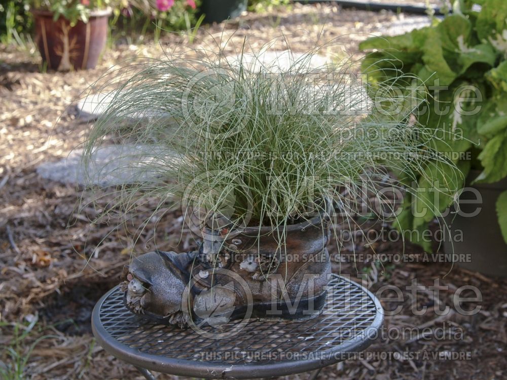 Carex Amazon Mist (Leatherleaf Sedge ornamental grass) 3 