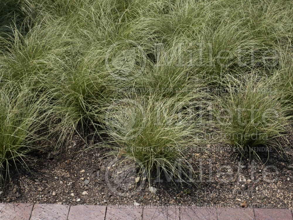 Carex Amazon Mist (Leatherleaf Sedge ornamental grass) 4 