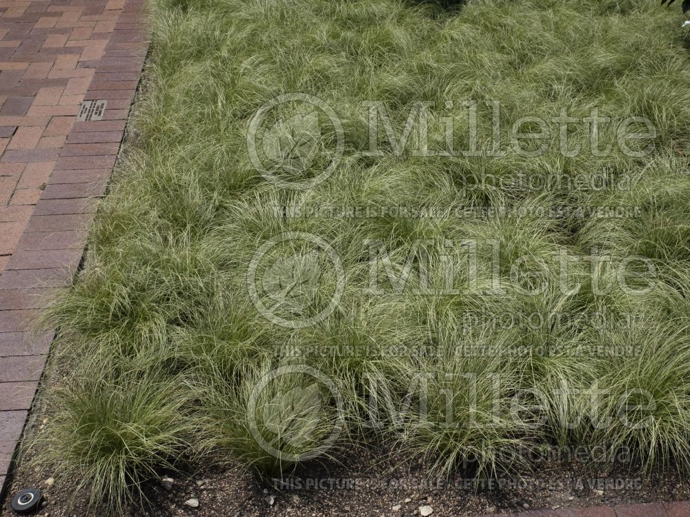 Carex Amazon Mist (Leatherleaf Sedge ornamental grass) 5 