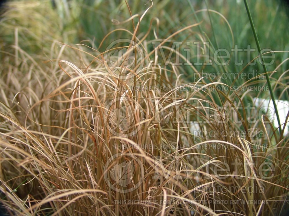 Carex Bronzita (New Zealand Hair Sedge Ornamental Grass) 1