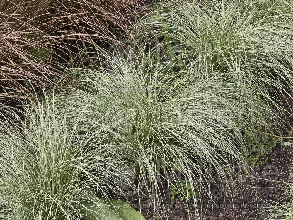 Carex Frosted Curls (New Zealand Hair Sedge Ornamental Grass) 5 