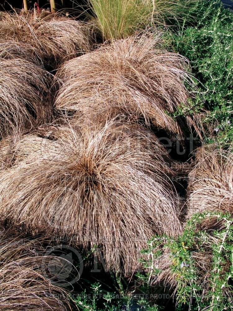 Carex comans (New Zealand Hair Sedge Ornamental Grass) 1 