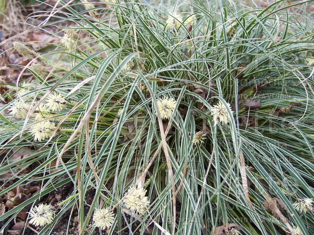 Carex Snowline (New Zealand Hair Sedge Ornamental Grass) 2 