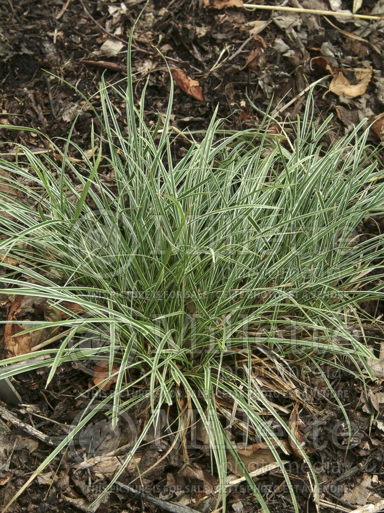 Carex Snowline (New Zealand Hair Sedge Ornamental Grass) 1 