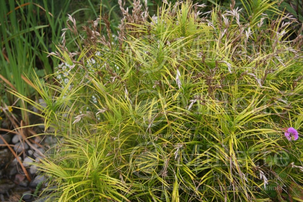 Carex Gold Fountains aka Kaga-nishiki (Sedge Ornamental Grass) 3 