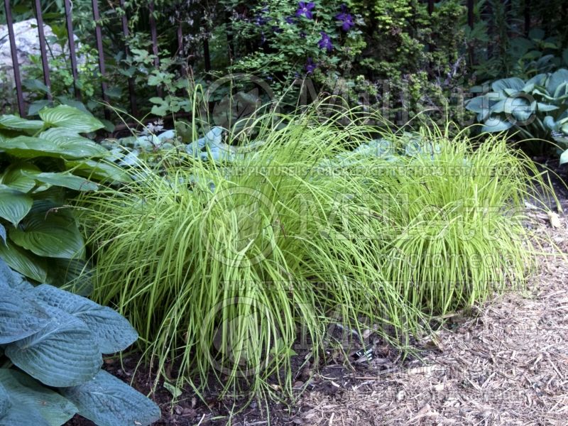 Carex Aurea (Appalachian sedge Ornamental Grass) 5 