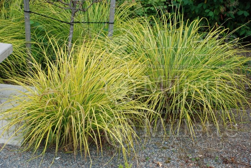 Carex Aurea (Appalachian sedge Ornamental Grass) 6 