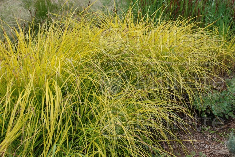 Carex Aurea (Appalachian sedge Ornamental Grass) 9 